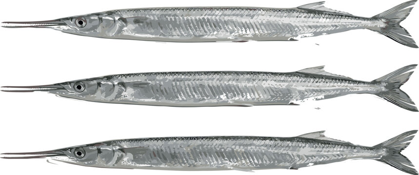 
Three Realistic Needlefish Vector Illustration Set Isolated on White Background for Seafood, Marine, and Aquatic Design Projects