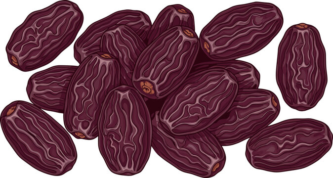 Realistic vector illustration of a pile of dark brown sweet dates fruit on a white background for Ramadan, healthy snack, and food packaging designs.