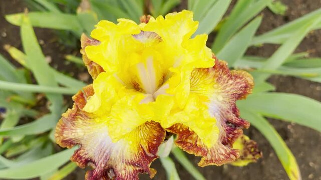 A gorgeous yellow and maroon bearded iris opens up during a soft rain. Glistening water droplets cover the petals amidst a backdrop of green leaves and dark soil.