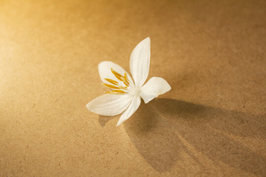 It is a wooden board background and Styrax japonica flowers.