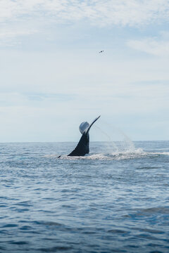 Ballena
