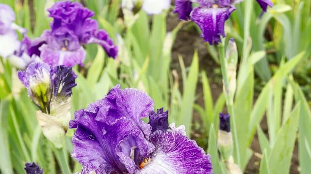 A deep purple bearded iris flower stands out among green foliage during a light rain shower. Small water droplets cling beautifully to its delicate, textured petals.