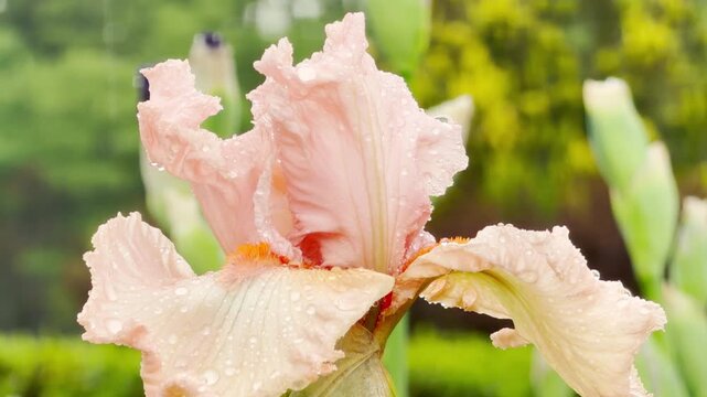 A delicate pink iris catches light rain in a peaceful garden. Falling water droplets hit the soft, ruffled petals. This steady contact creates a quiet, whispering patter sound.