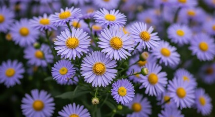 Fototapeta premium A cluster of vibrant purple asters with bright yellow centers in a lush garden setting