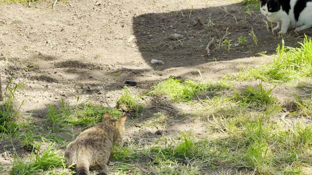 A quiet tabby cat crouches low on a patch of dirt and dry grass outdoors. The bright sunlight creates a feeling of calm patience and quiet observation as it explores the yard.