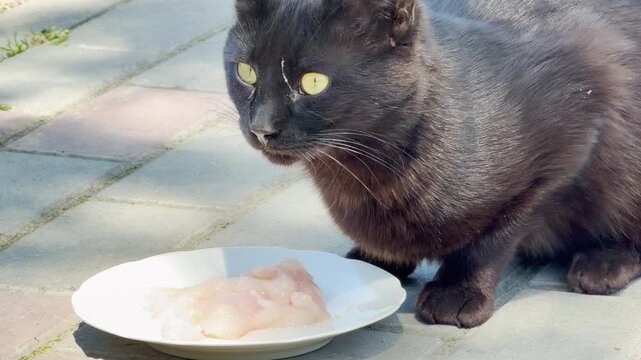 A hungry black cat eagerly devours its fresh meat meal from a plate outdoors. The bright sunlight creates a feeling of pure satisfaction and peaceful contentment.