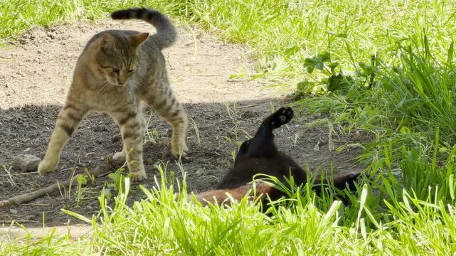 An alert tabby cat looks down at a playful black cat rolling on the dirt path. The bright outdoor scene conveys a feeling of lively curiosity and joyful energy during playtime.