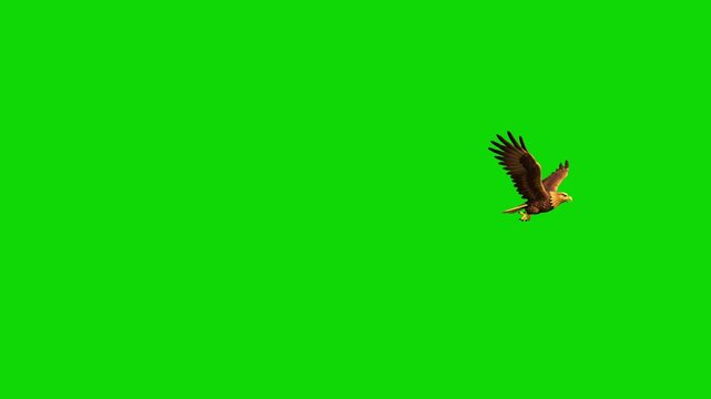 A majestic brown eagle flaps its wings and flies horizontally through a solid green chroma key scene. This pre-keyed bird animation offers clean integration for wildlife documentaries, educational vid