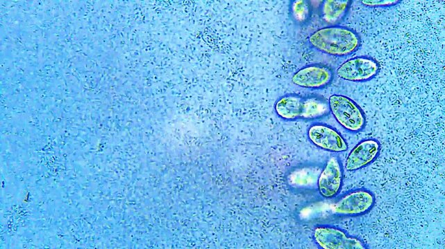 Ciliates and bacteria micro organisms interaction under light microscope representing protozoa bacteria grazing kinetics and microbial ecology research in 4K Ultra HD footage
