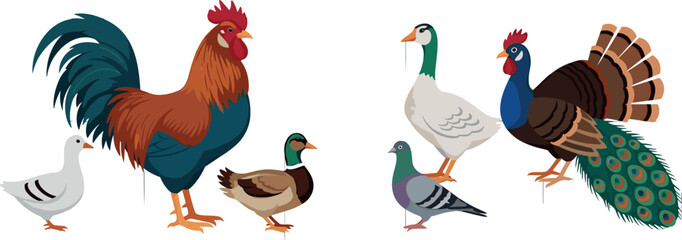 Farm and wild bird collection with rooster duck goose pigeon turkey peacock flat vector illustration set isolated design © MDNUR