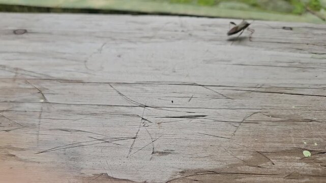 A macro shot of a brown leaf-footed bug with long antennae resting on a textured wooden surface.