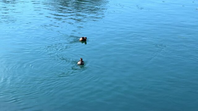 Two little grebe birds swimming across calm blue river water creating gentle ripples and reflections in a peaceful natural aquatic environment