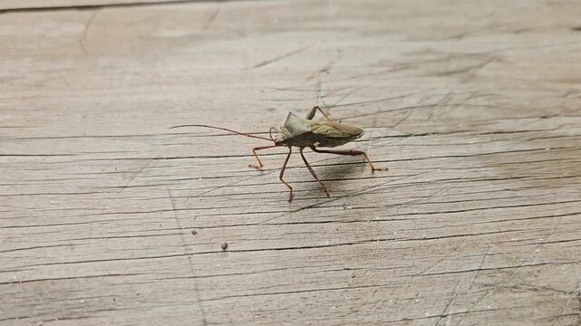 A macro shot of a brown leaf-footed bug with long antennae resting on a textured wooden surface.