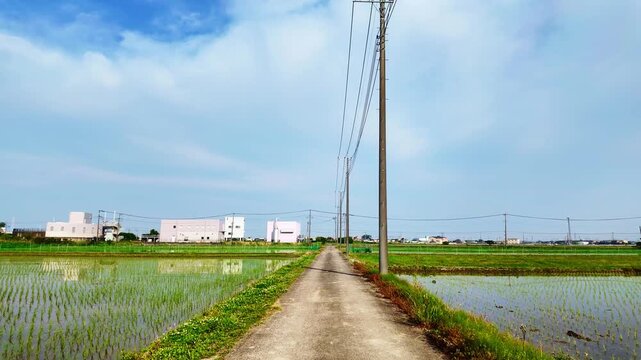 一直線の農道を走る。田植え後の田んぼ・水田「田舎の風景」