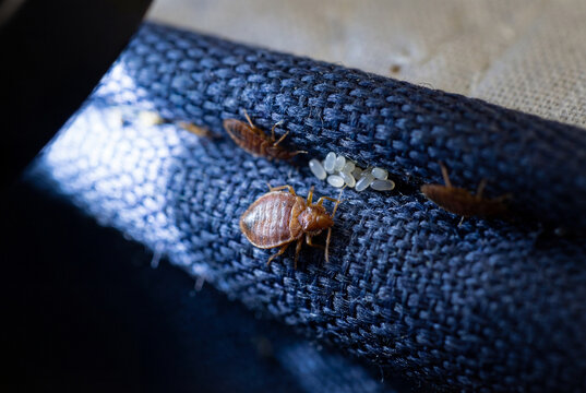 Close up of bed bugs and eggs on a blue fabric seam