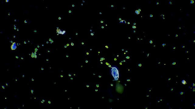 Rotifer microorganism swimming under darkfield microscopy representing ciliary corona light scattering and aquatic zooplankton biokinetics in 4K Ultra HD footage
