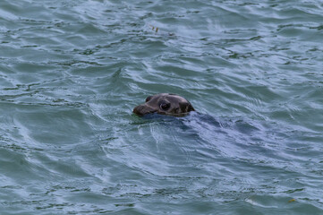 A Harbor Seal Close Up in the Skagway River, in Skagway, Alaska. © James W. Thompson