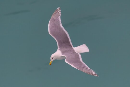 Glaucous Gull Close Up at Glacier Bay National Park, Alaska.