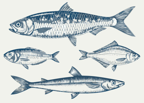 Four fish illustrations in blue ink sketch style