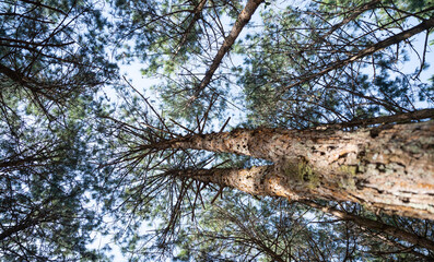 Fototapeta premium Looking up at tall pine trees with clear blue sky, creating serene and natural atmosphere
