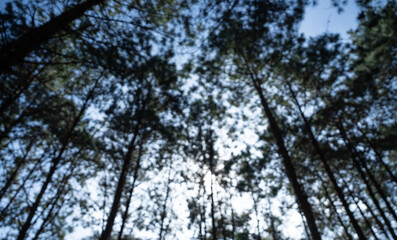 Naklejka premium Blurred view of tall trees with sunlight filtering through leaves, creating serene and dreamy forest atmosphere