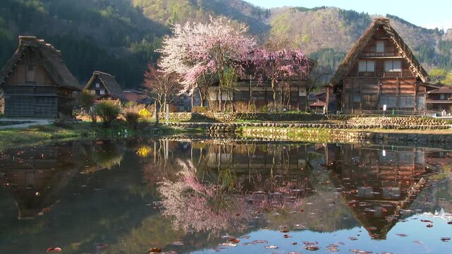 白川郷の桜と合掌民家