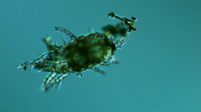 Mite microorganism under light microscope view representing microscopic arachnid acarology research and parasite morphology investigation in 4K Ultra HD footage
