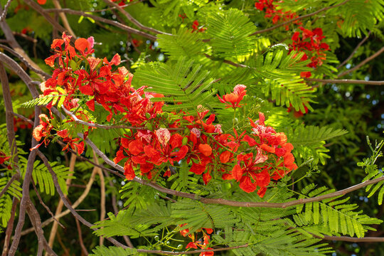 Red royal poinciana flamboyant tree in full bloom with clusters of bright red flowers among green feathery leaves in tropical Asia