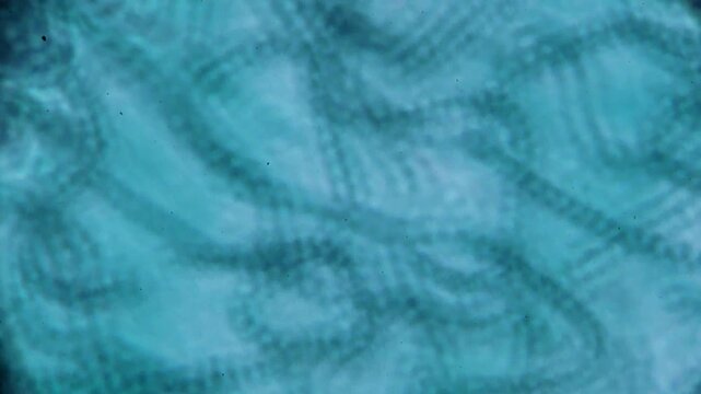 Beads algal under light microscope representing immobilized microalgae culture and photosynthesis biochemical reaction study in 4K Ultra HD footage
