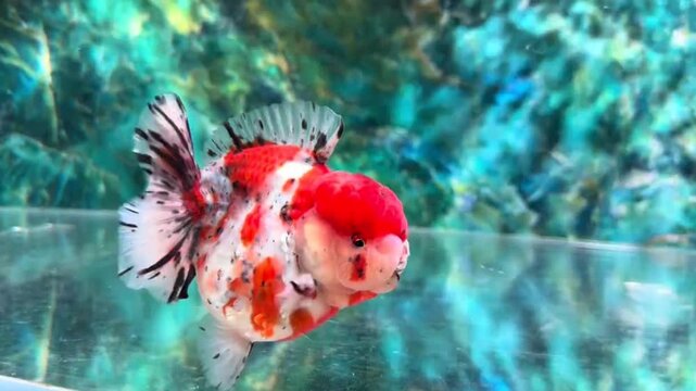 Oranda Goldfish