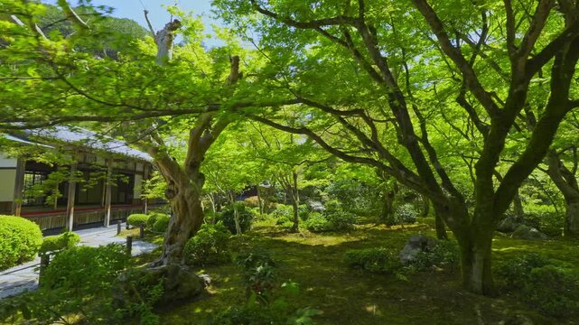 京都　圓光寺の新緑　十牛之庭（じゅうぎゅうのにわ）を歩く