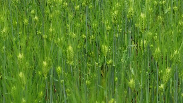 It is a field of lush green barley.초록이 완연한 청보리밭입니다.