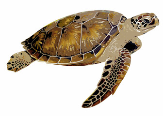 sea turtle illustration realistic style white background © Songita