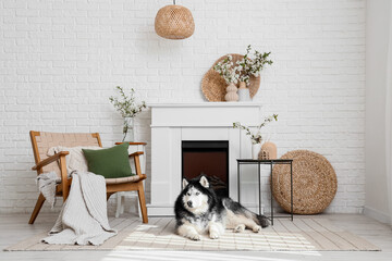 Fototapeta premium Cute Husky dog lying on carpet and vases with blooming branches in living room