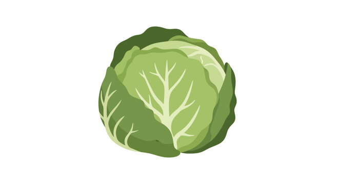 Fresh green cabbage head with vibrant leaf details.