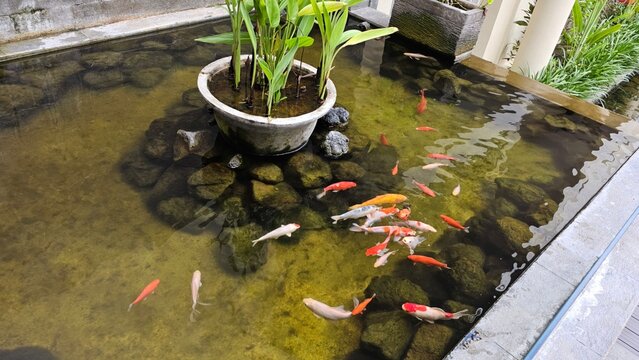 Colorful koi fish swimming in a clear ornamental pond surrounded by stones and tropical plants, creating a peaceful garden atmosphere.