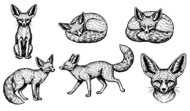 Vintage fennec fox engraving vector set with black white ink sketch illustrations