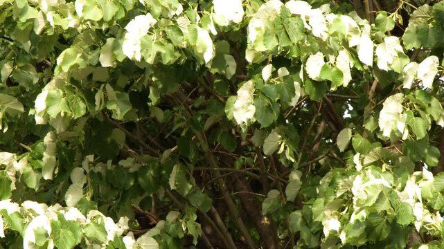 Lush Green and White Tree Foliage Swaying in Paris Garden