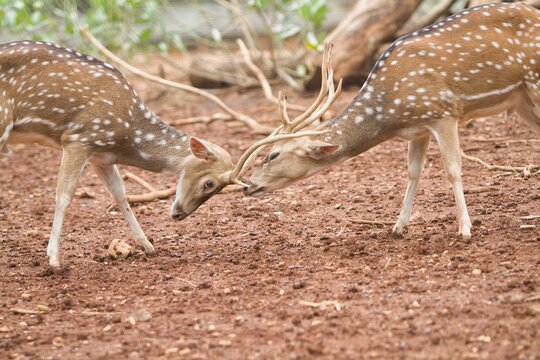 side view of male axis deer fighting in a field