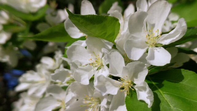 Apple tree flowers blossom in may