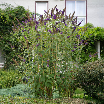 Vibrant purple butterfly bush Buddleja davidii blooming in a sunny garden, Amsterdam