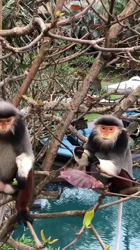 Rare Red Shanked Douc Langur Sitting in Forest in Vietnam