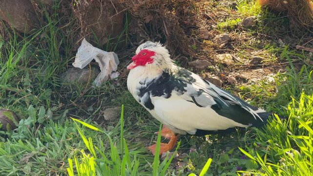 A black and white Muscovy duck with red facial caruncle stands on green grass near a riverside creating a natural farm wildlife scene of domestic poultry at sunny daytime.