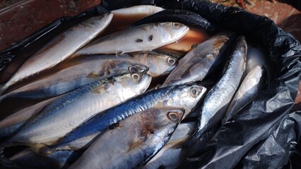 Obraz premium Freshly caught school of mackerel fish in a black plastic bag, a common sight at local markets and fishing ports, showcasing a staple seafood ingredient for various culinary preparations