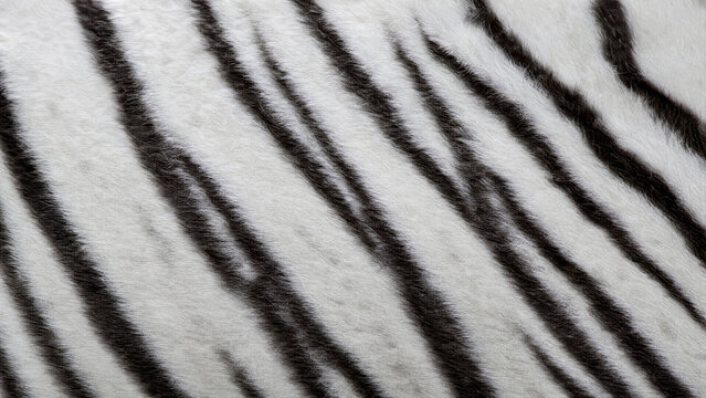 white tiger fur photography clean and professional