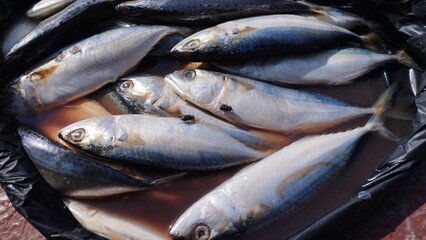 Obraz premium Freshly caught fish, glistening with natural scales, arranged for market or culinary preparation. A healthy protein source, seafood market staple, reflecting ocean's bounty for gastronomy