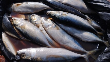 Obraz premium Raw fresh mackerel fish in black container, close up seafood market scene, traditional market, protein source background.