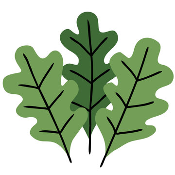Fresh organic leafy greens and spinach packed with nutrient.