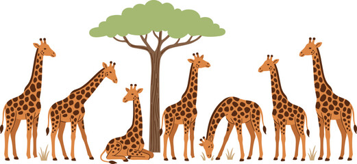 African safari wildlife vector illustration featuring a group of giraffes standing sitting and grazing near an acacia tree isolated on white © MstJasmin