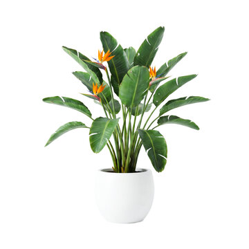 Beautiful bird of paradise plant in white ceramic pot isolated on transparent background for home decoration.